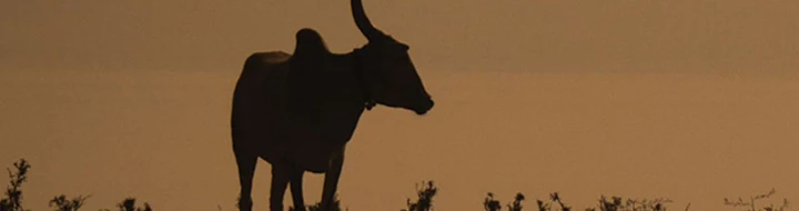 Why Everyone Should Be Drinking Desi Milk!
