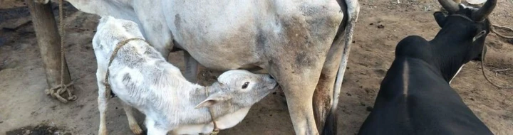 Desi Cows and Village Culture